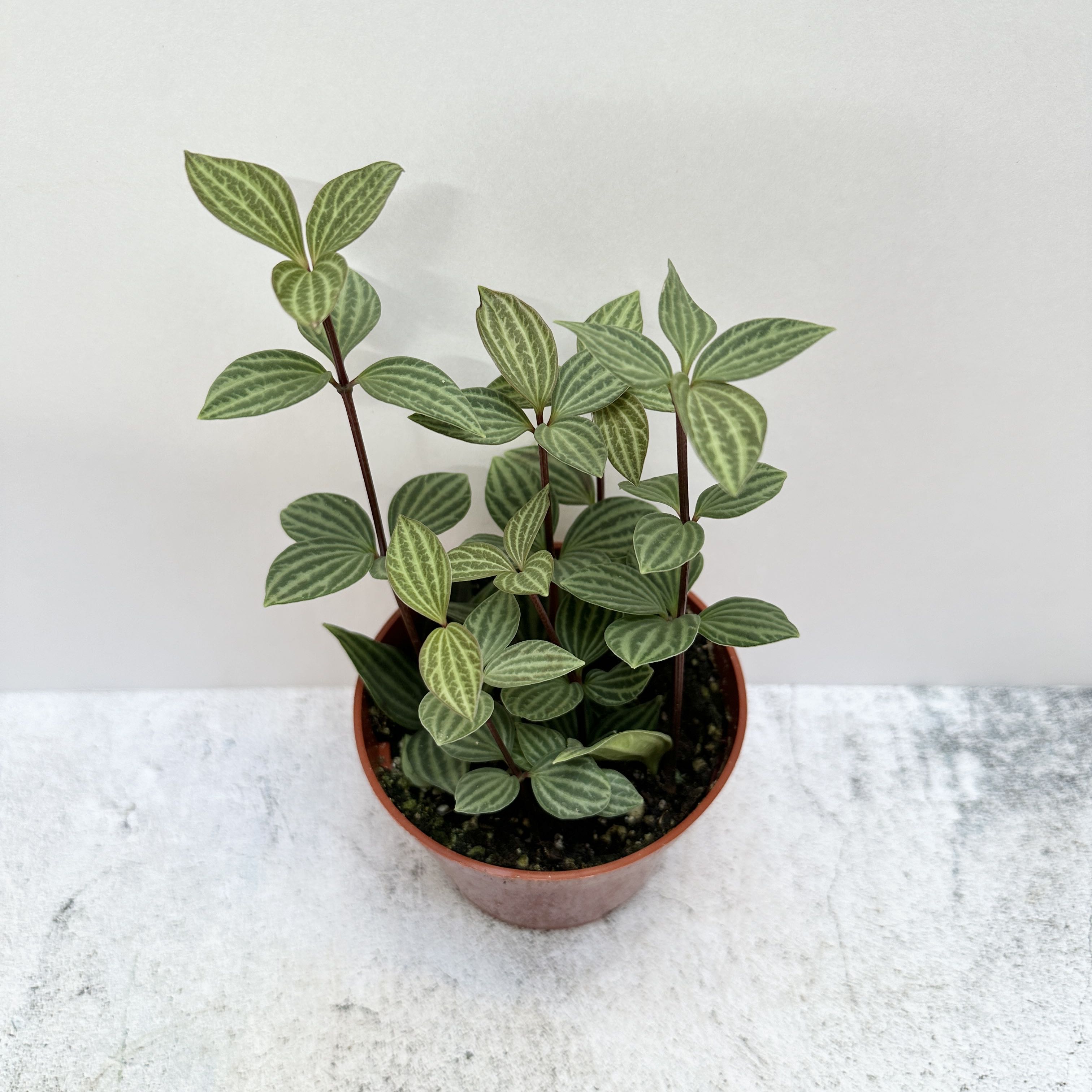 Healthy parallel peperomia plant in a small pot with green leaves and white veins.