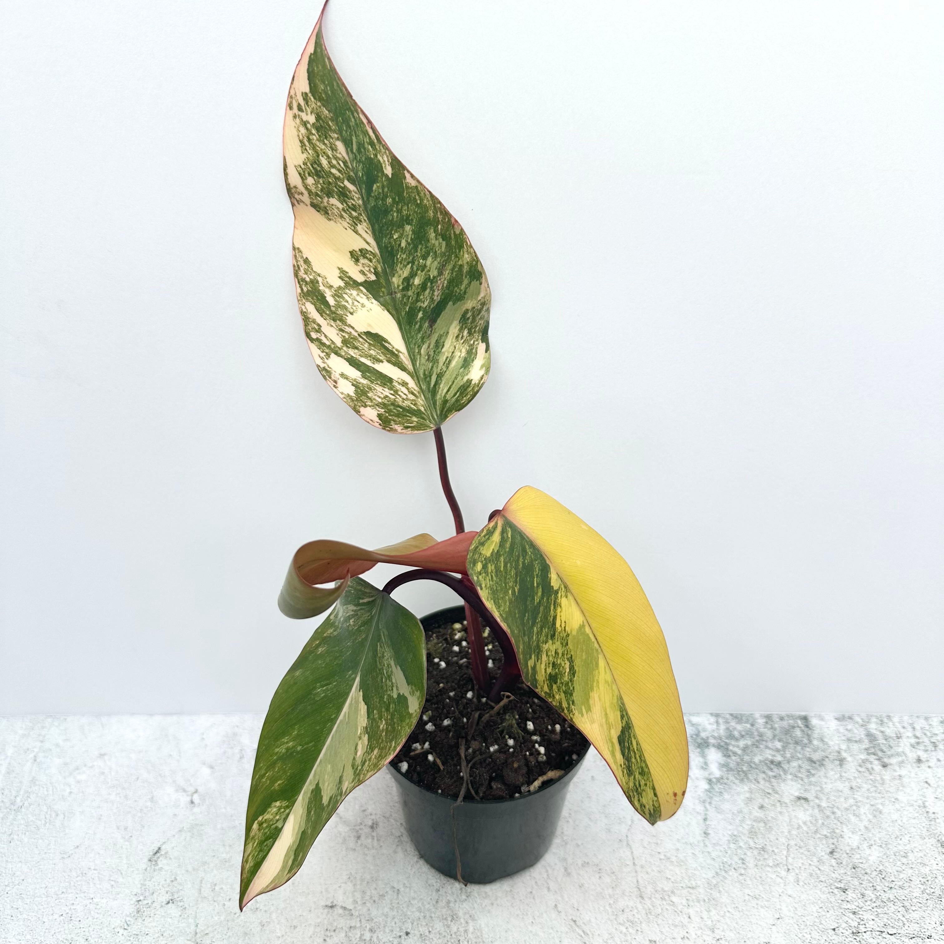 Strawberry Shake Philodendron with variegated leaves in a small pot. Some leaves show yellowing.