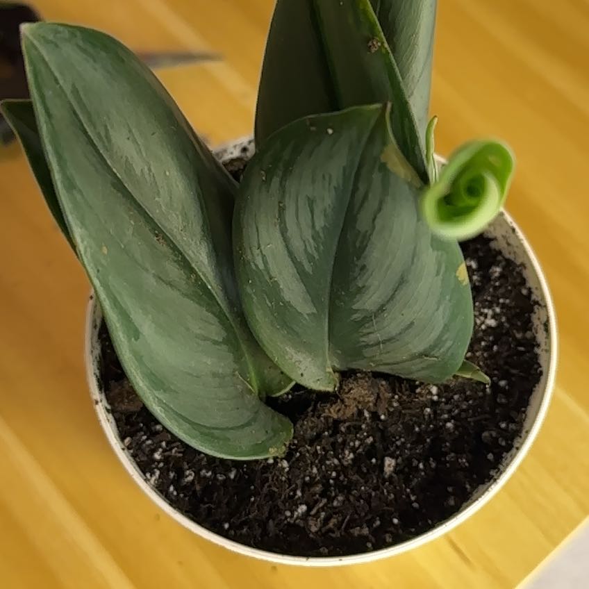 Scindapsus treubii 'Moonlight' plant in a small pot with visible soil and healthy leaves.