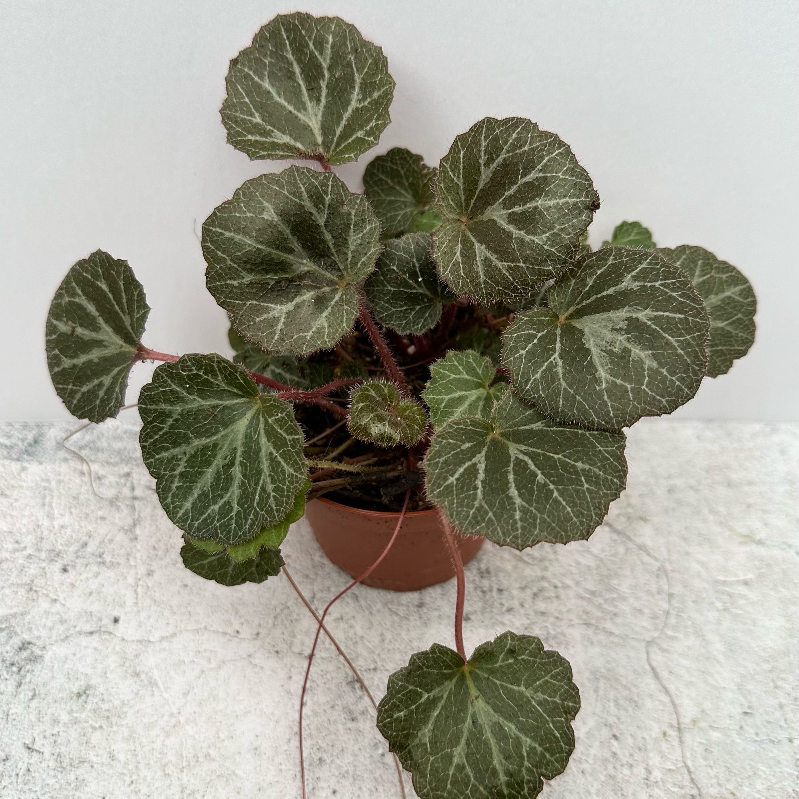Strawberry Begonia plant in a small pot with healthy leaves.