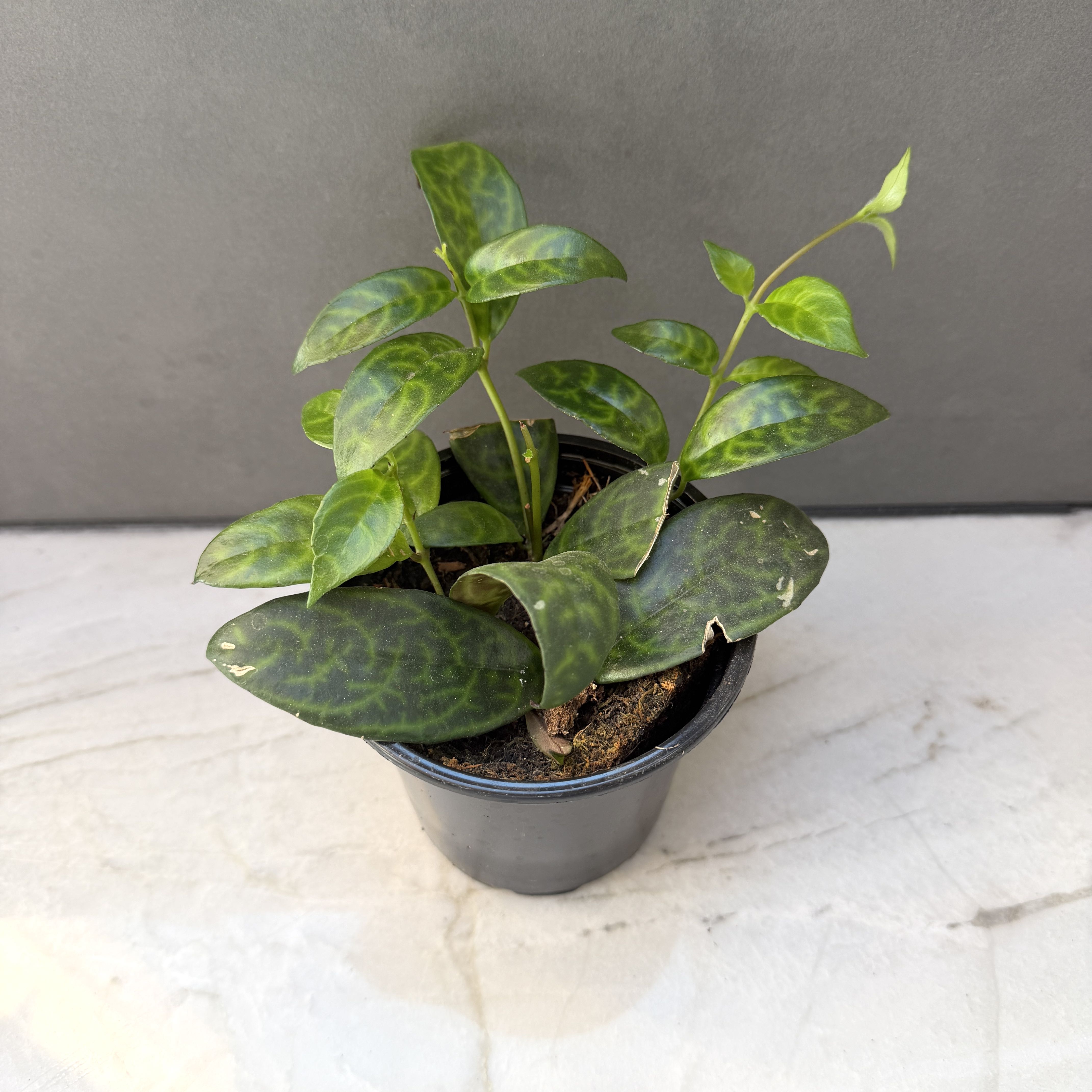 Photo of the plant species Lipstick Plant by @SophiesPlantShop named Peter Parker on Greg, the plant care app