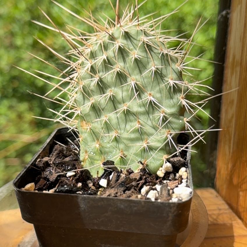 Photo of the plant species Navajo Bridge Prickly Pear by @SophiesPlantShop named Elle on Greg, the plant care app
