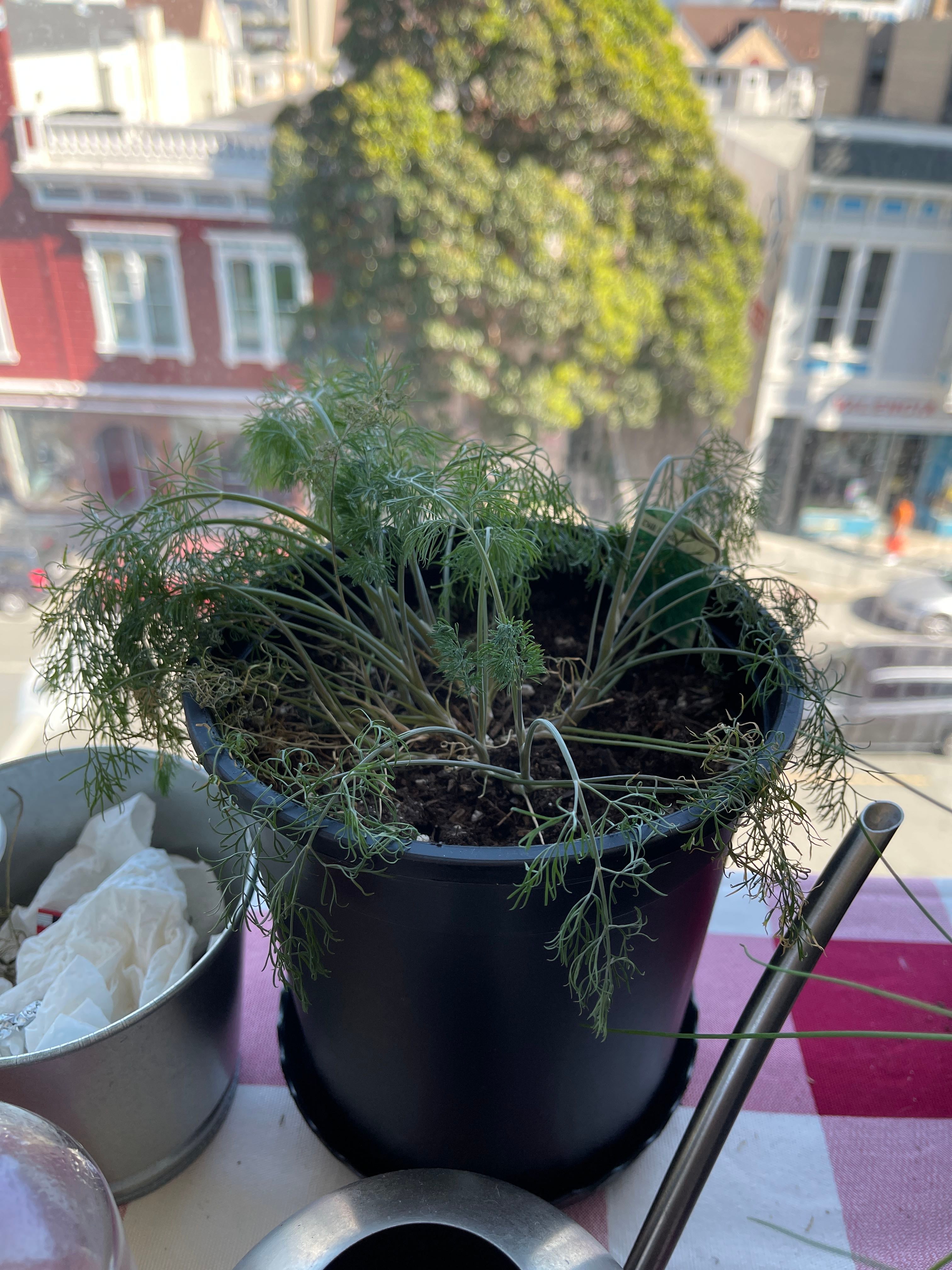 Bouquet Dill Plant Care Water, Light, Nutrients Greg App 🌱