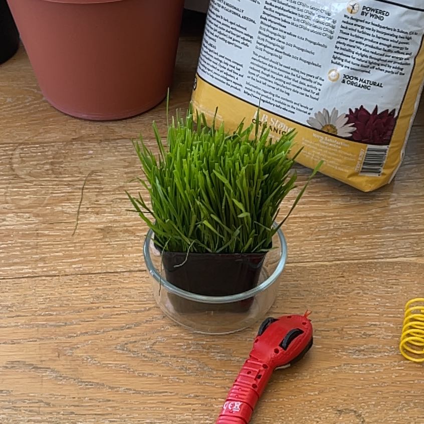 Healthy wheatgrass plant in a glass container with gardening tools nearby.