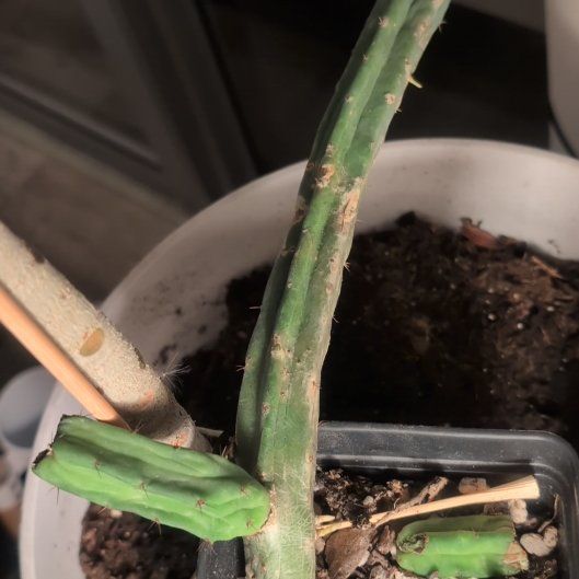 Photo of the plant species Trichocereus macrogonus by @4cm4k1 named Homer on Greg, the plant care app
