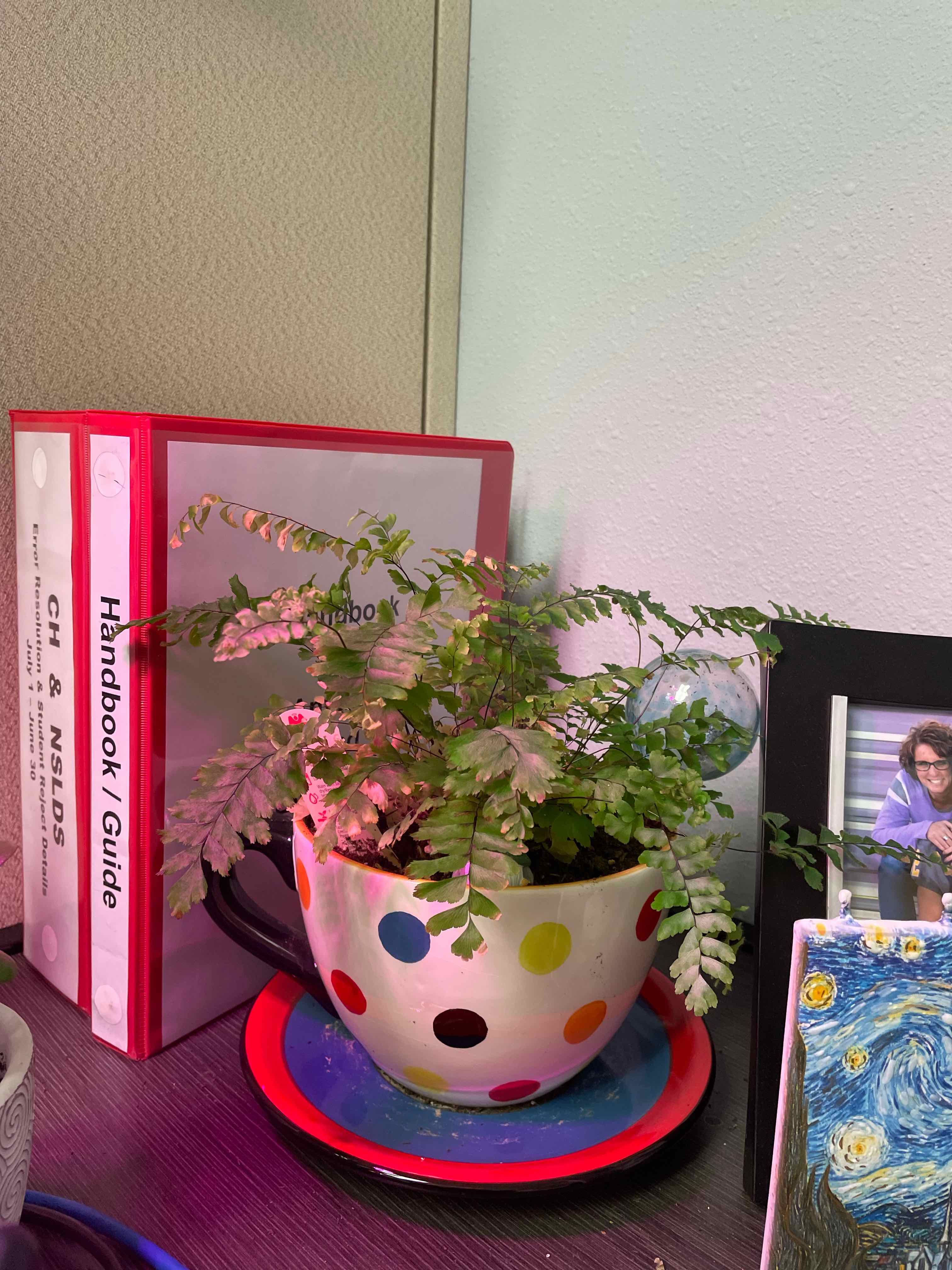 Rough Maidenhair Fern in a colorful polka dot pot on a desk with books and a framed picture in the background.