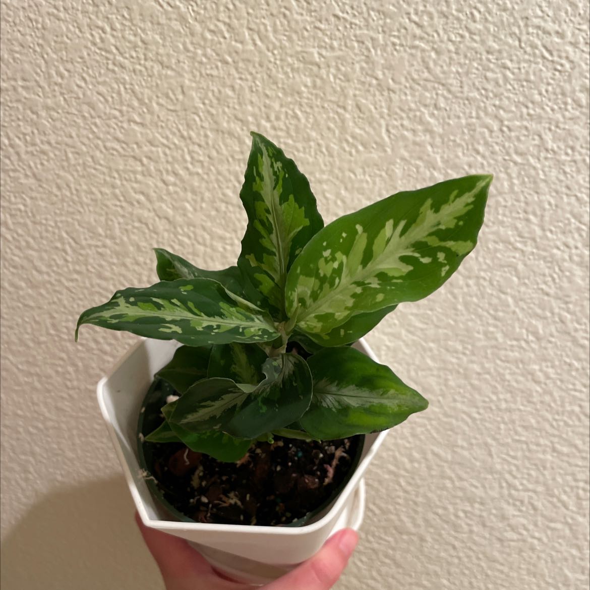 Potted Aglaonema 'Tricolor' plant with variegated green leaves, held by a hand.