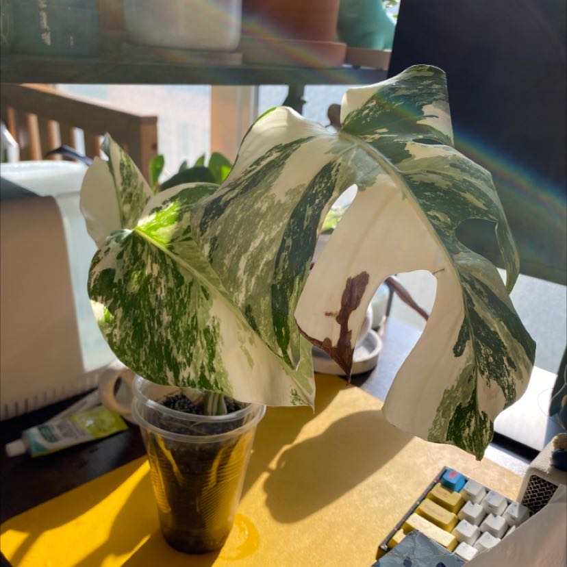 Variegated Monstera plant with white and green leaves in a transparent pot, some browning visible.