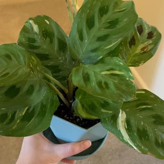 Variegated Prayer Plant plant in Mountain View, California