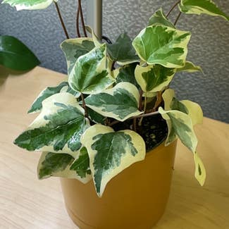 English Ivy plant in Mountain View, California