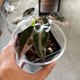 Photo of the plant species Alocasia 'Bambino Pink Variegated' by @pandaaa217 named Alessia on Greg, the plant care app