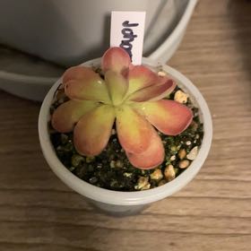 Photo of the plant species Johnanna Butterwort by @pandaaa217 named Caledonia on Greg, the plant care app