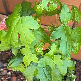 Photo of the plant species American Sweetgum by @VitalGreens named Baesil on Greg, the plant care app