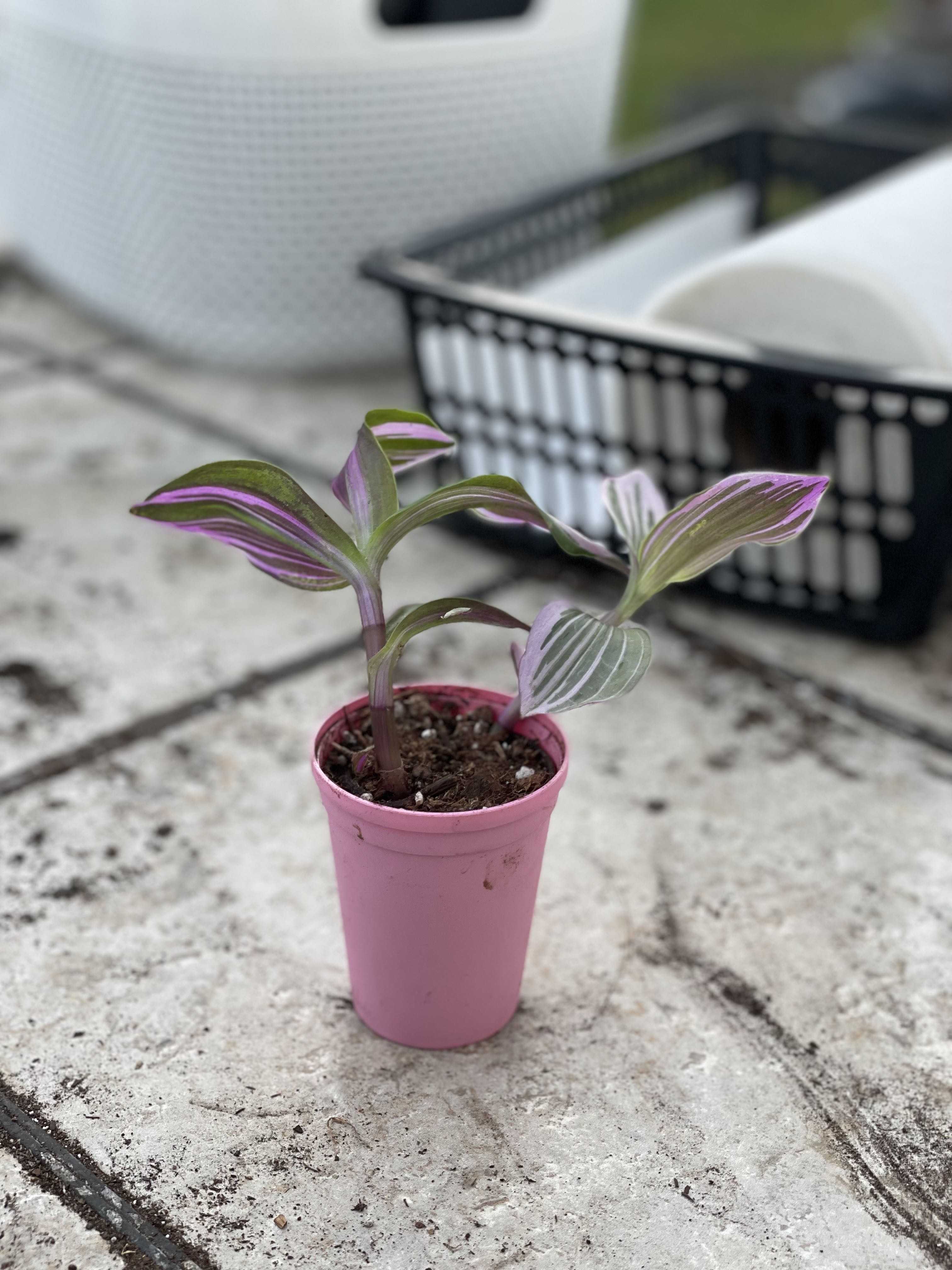 Photo from the post