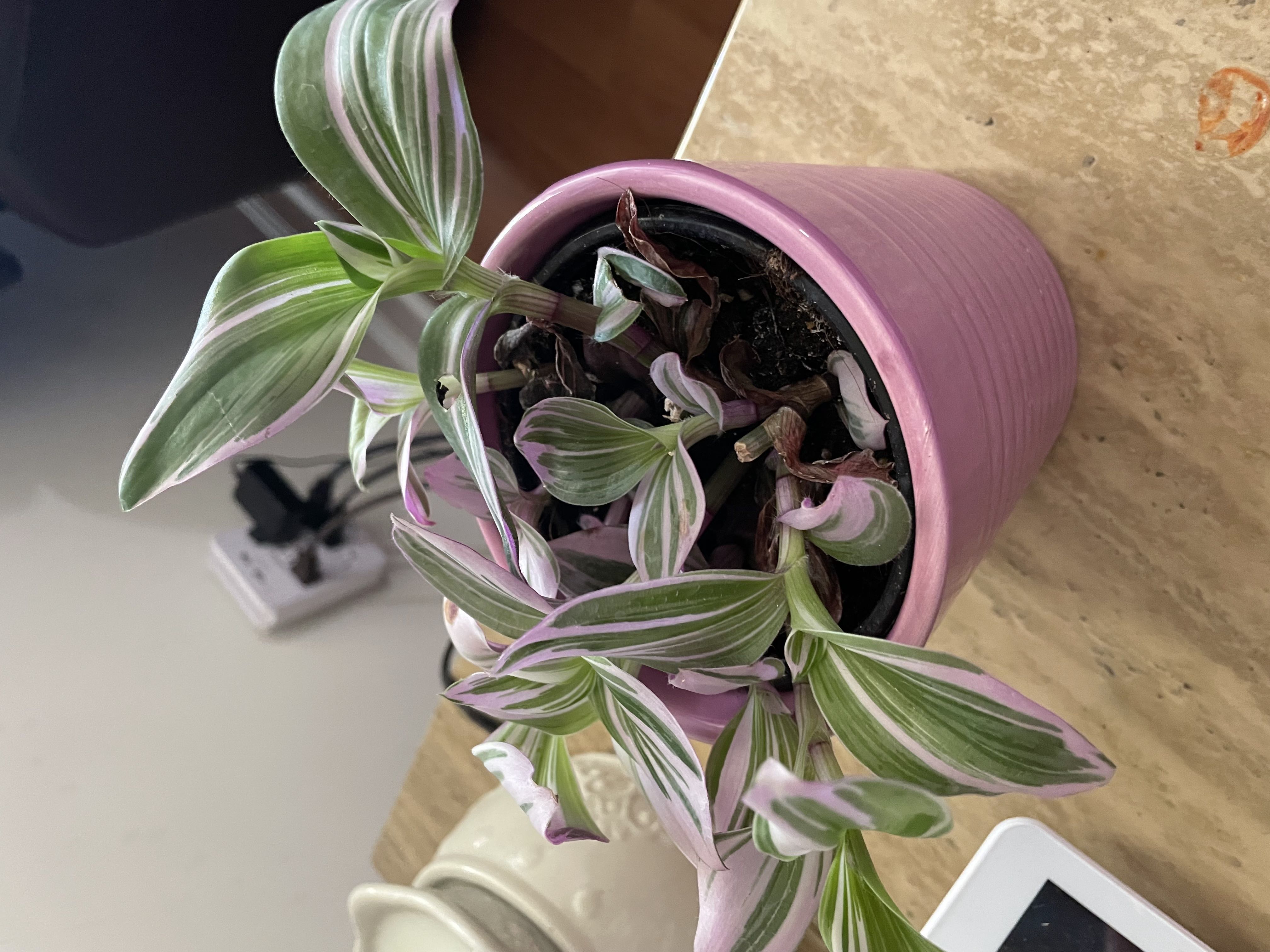 Photo from the post