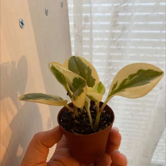 Baby Rubber Plant plant in Baton Rouge, Louisiana