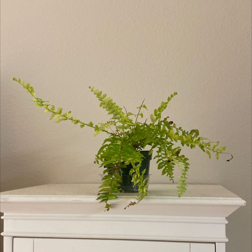 Potted Tiger Fern with some yellowing and browning fronds on a white surface.