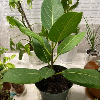 Audrey Ficus plant in Baton Rouge, Louisiana