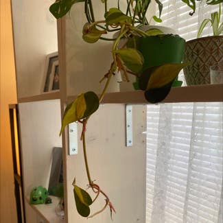 Heartleaf Philodendron plant in Baton Rouge, Louisiana