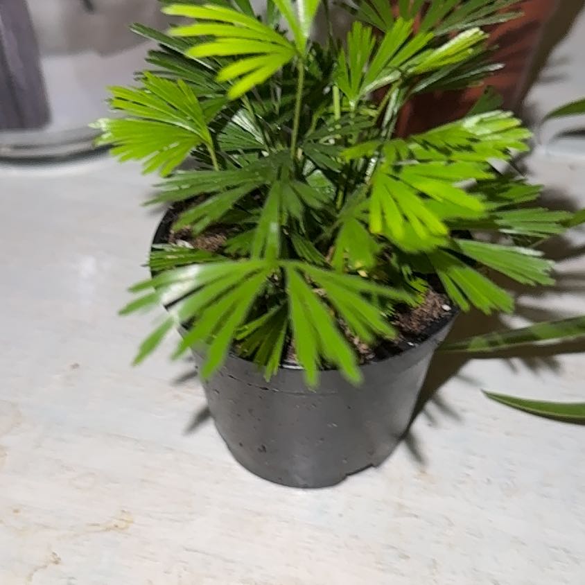 Photo of the plant species Fan Fern by @Jordynp18 named Dorothy on Greg, the plant care app