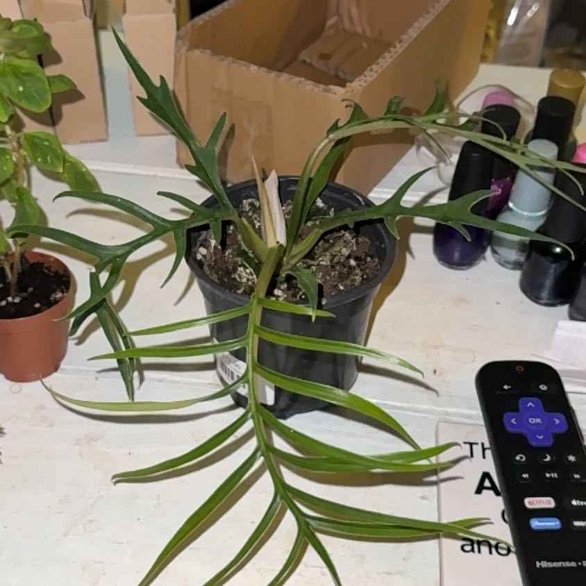 Photo of the plant species Philodendron tortum by @Jordynp18 named Rhys on Greg, the plant care app