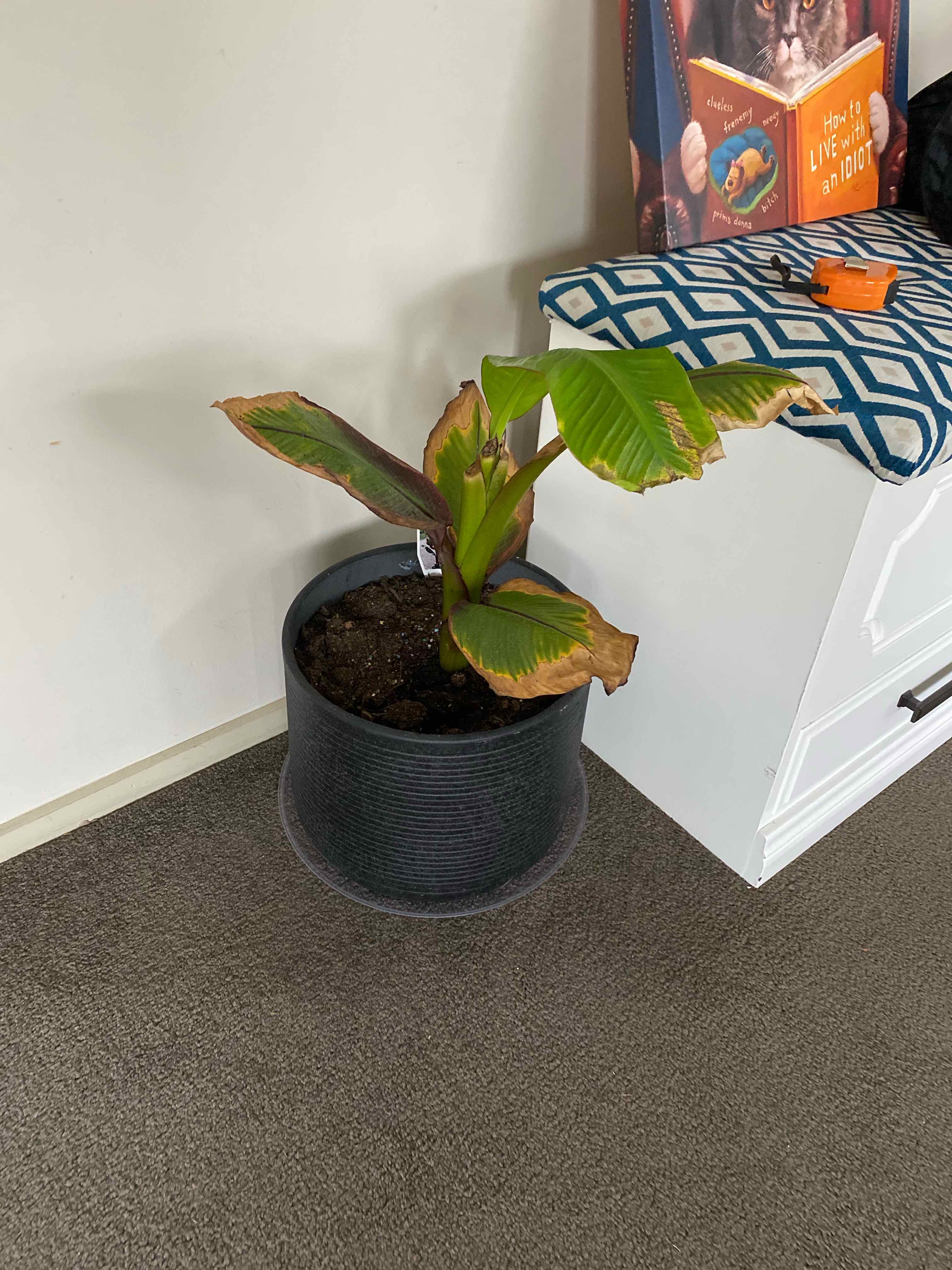 Plant care for Banana on Greg, the plant care app