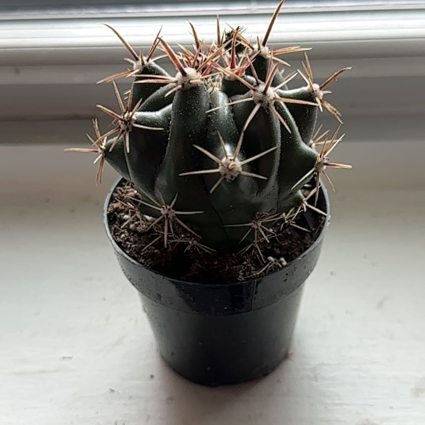 A healthy Devil's Pincushion cactus in a black plastic pot.
