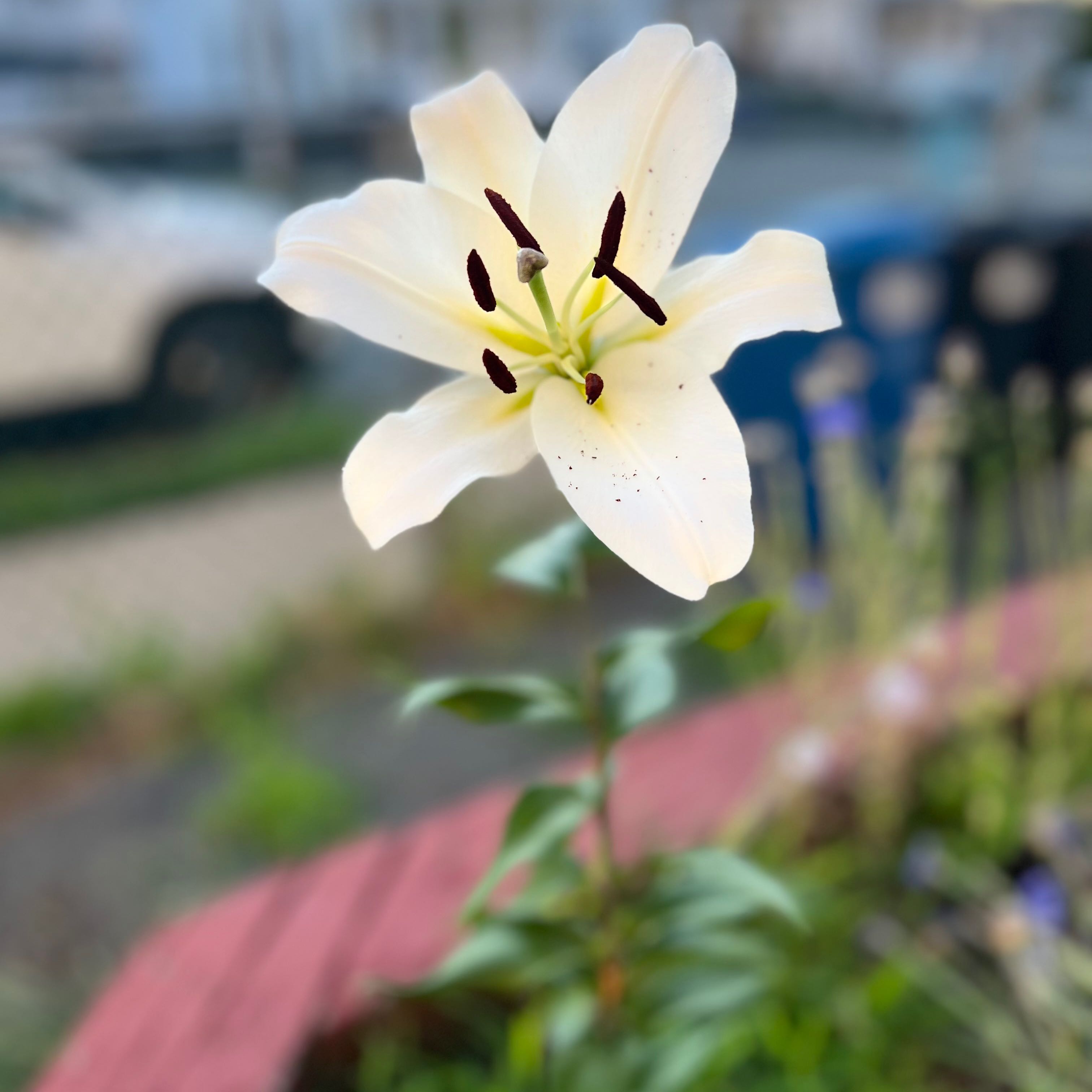 Madonna Lily with a white flower and dark stamens, well-focused and healthy.