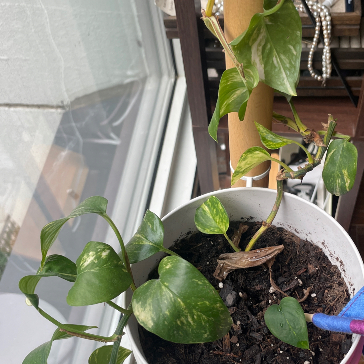 Taro Vine plant photo by @lividjellyfish named Chester on Greg, the plant care app.