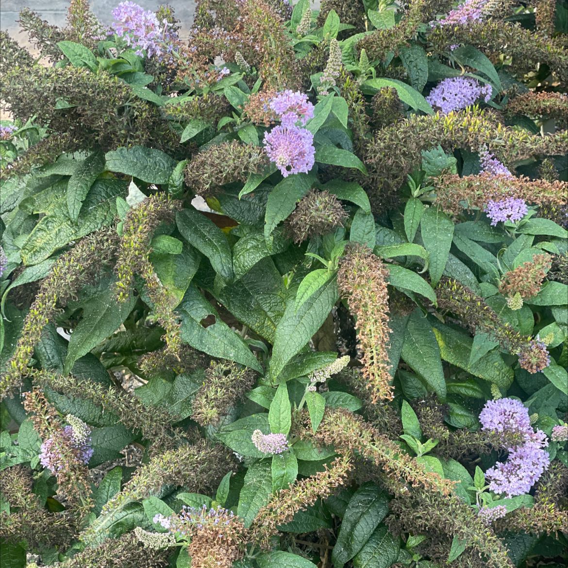 Orange Eye Butterflybush with purple flowers and green leaves, appearing healthy.