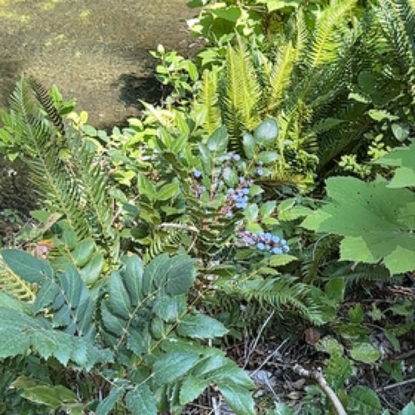 Photo of the plant species Cascade Barberry by @ArtisanMaylily named Anne on Greg, the plant care app