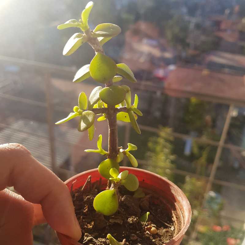 Jade plant looks droopy and leaves dropping repidly