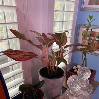 Chinese Evergreen plant in New Orleans, Louisiana