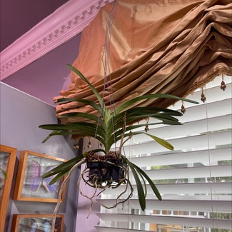 Vanda orchid plant in New Orleans, Louisiana