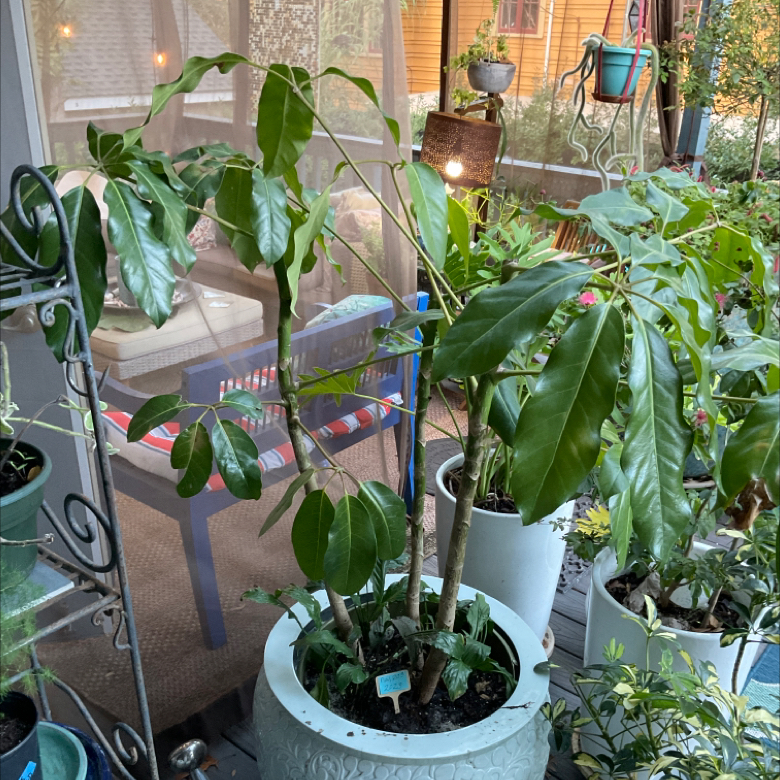 Potted Octopus Tree indoors with large, glossy green leaves. Soil visible.