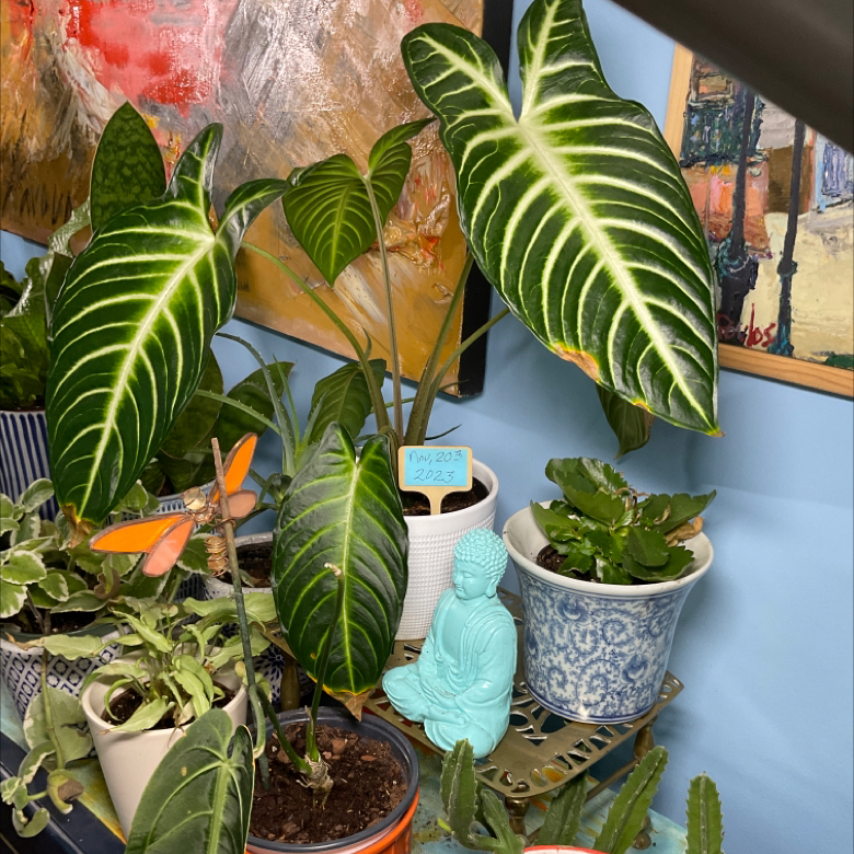 Xanthosoma Angel wings plant with large, vibrant leaves, surrounded by other plants.