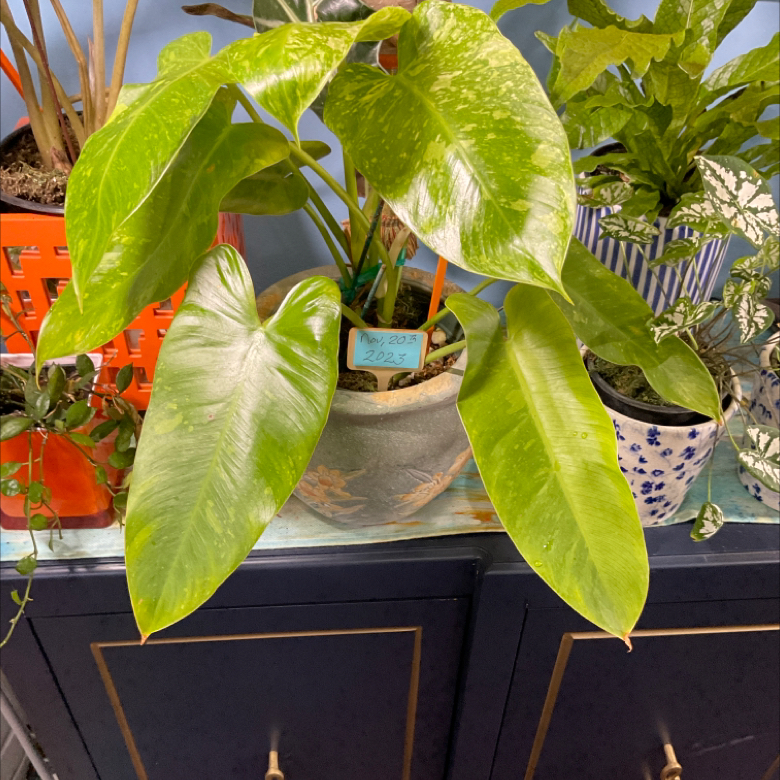 Philodendron 'Jose Buono' plant with large green leaves, surrounded by other plants.