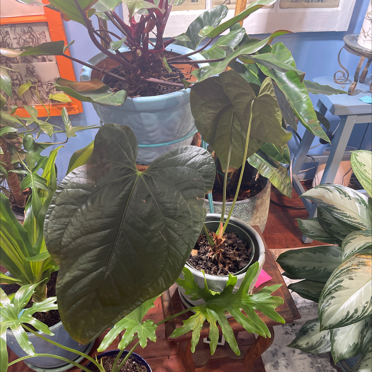 Indoor collection of potted plants with Anthurium 'Queen of Hearts' as the main subject.