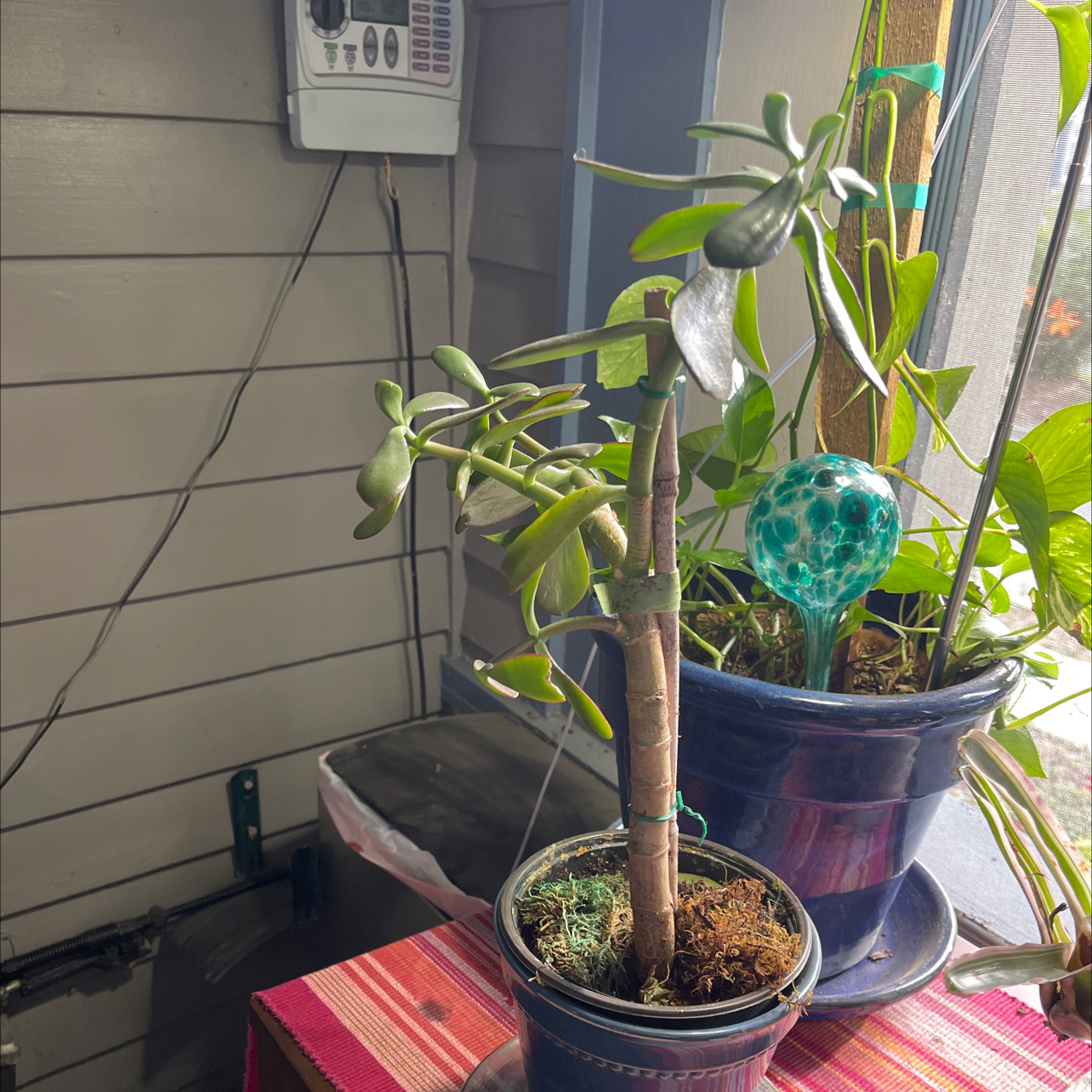 Potted Jade Plant indoors near a window with another plant in the background.
