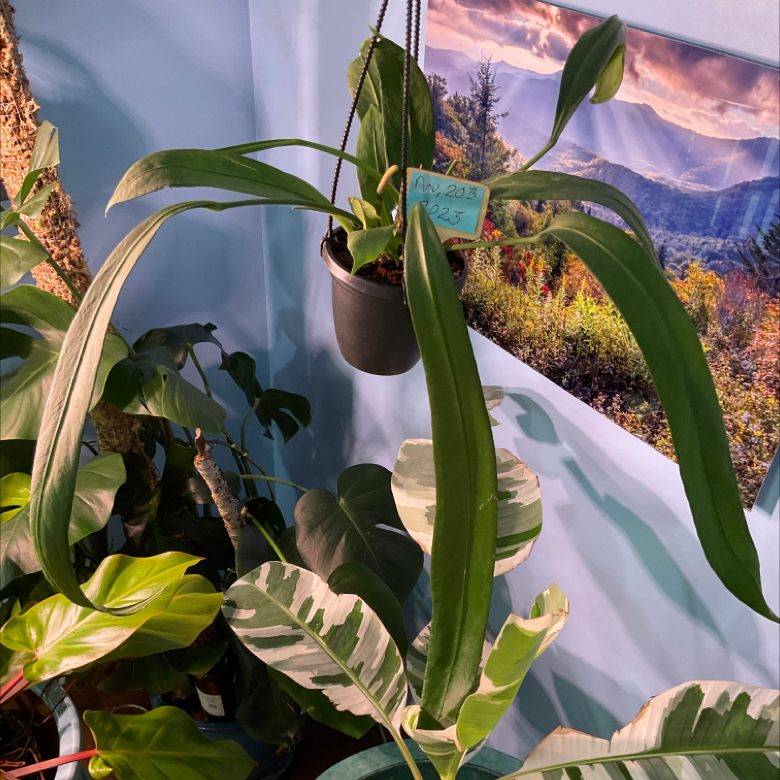 Hanging Anthurium vittariifolium plant with long, narrow leaves. Other plants and a scenic photograph in the background.