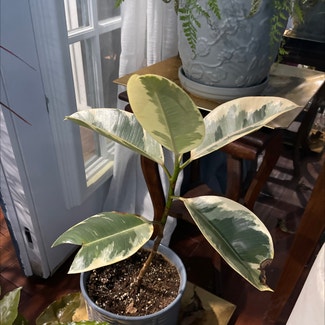 Rubber Plant plant in New Orleans, Louisiana