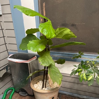 Fiddle Leaf Fig plant in New Orleans, Louisiana