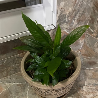 Peace Lily plant in New Orleans, Louisiana