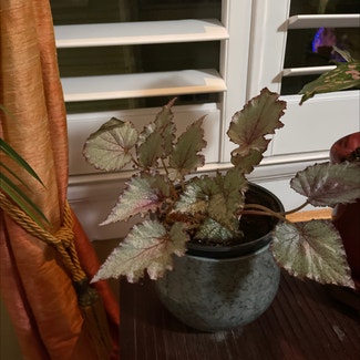 Rex Begonia plant in New Orleans, Louisiana