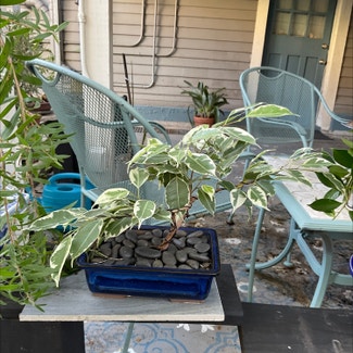 Weeping Fig plant in New Orleans, Louisiana