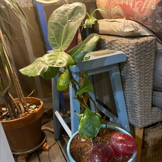 Fiddle Leaf Fig plant in New Orleans, Louisiana