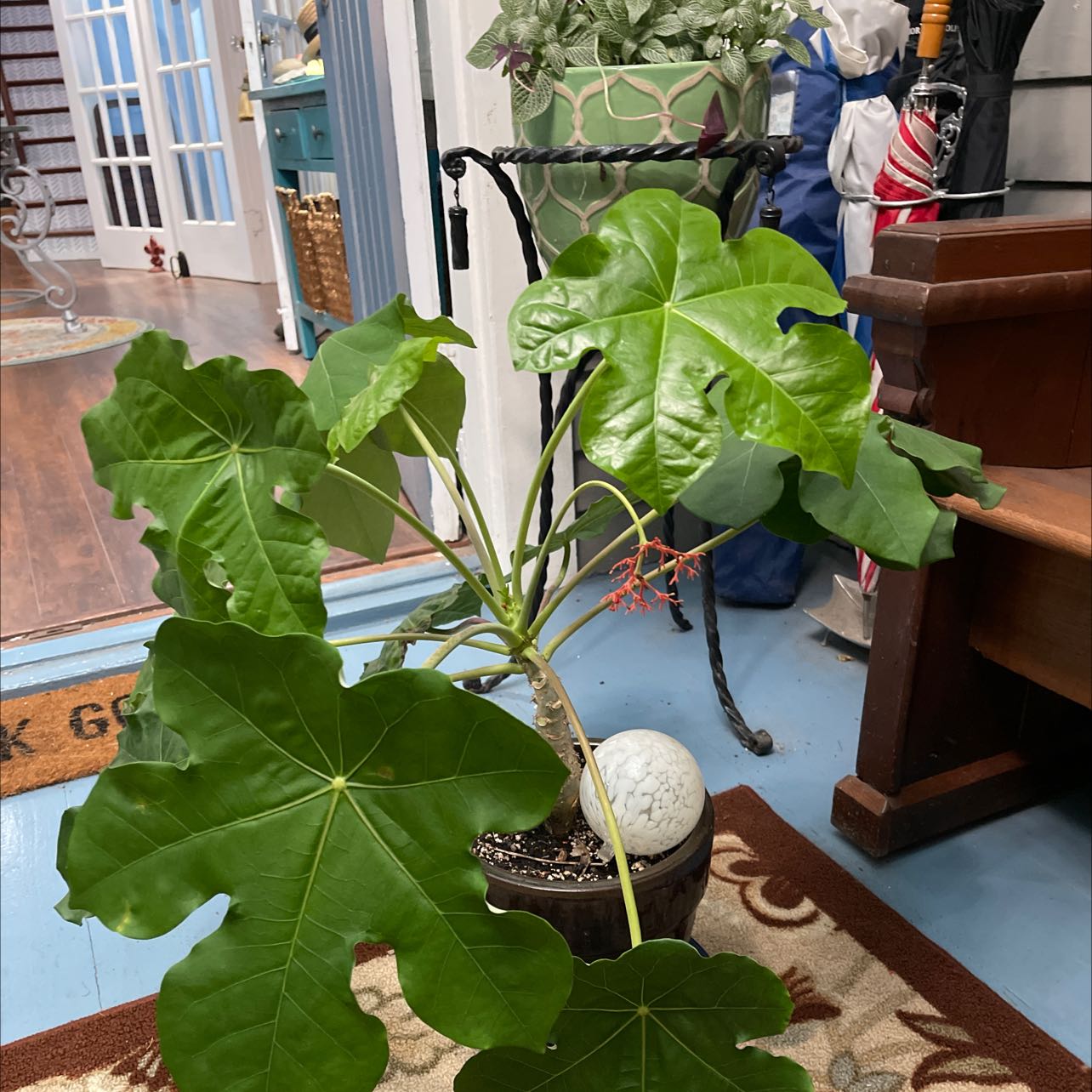 Buddha Belly Plant with large green leaves indoors on a mat.
