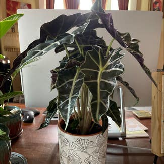 Alocasia Polly Plant plant in New Orleans, Louisiana