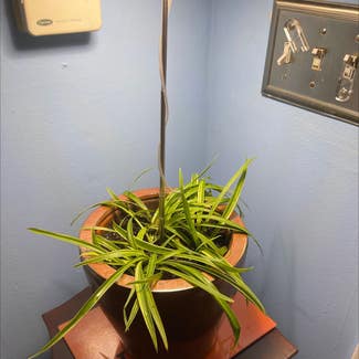 Variegated Spider Plant plant in New Orleans, Louisiana