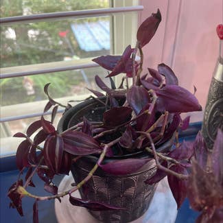 Purple Heart plant in New Orleans, Louisiana